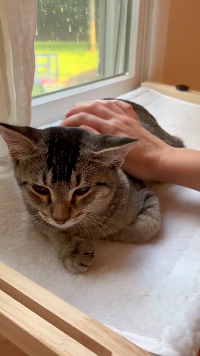 Enlarge Luke, an adoptable Domestic Short Hair in Ridgefield, CT video 5/6