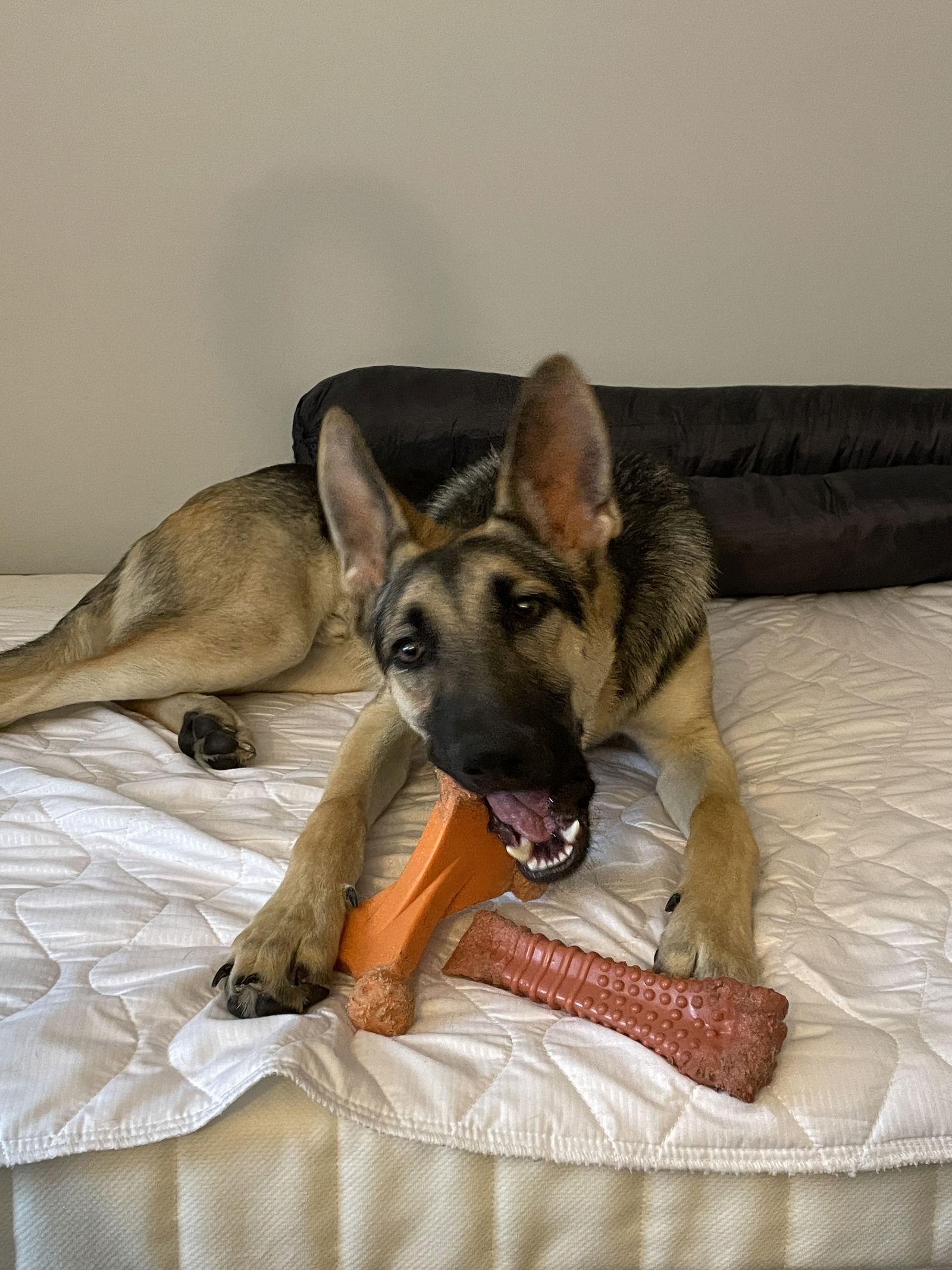 Enlarge Apollo 7257, a Adoptable German Shepherd Dog in Centreville, VA image 2/3