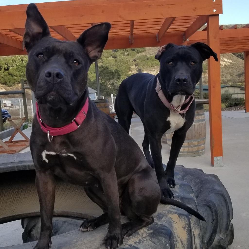 Obie (Obsidian), Adoptable, Senior Male American Staffordshire Terrier & Mixed Breed.