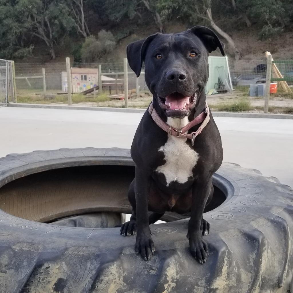 Enlarge Obie (Obsidian), a Adoptable mixed breed in Lompoc, CA image 2/3
