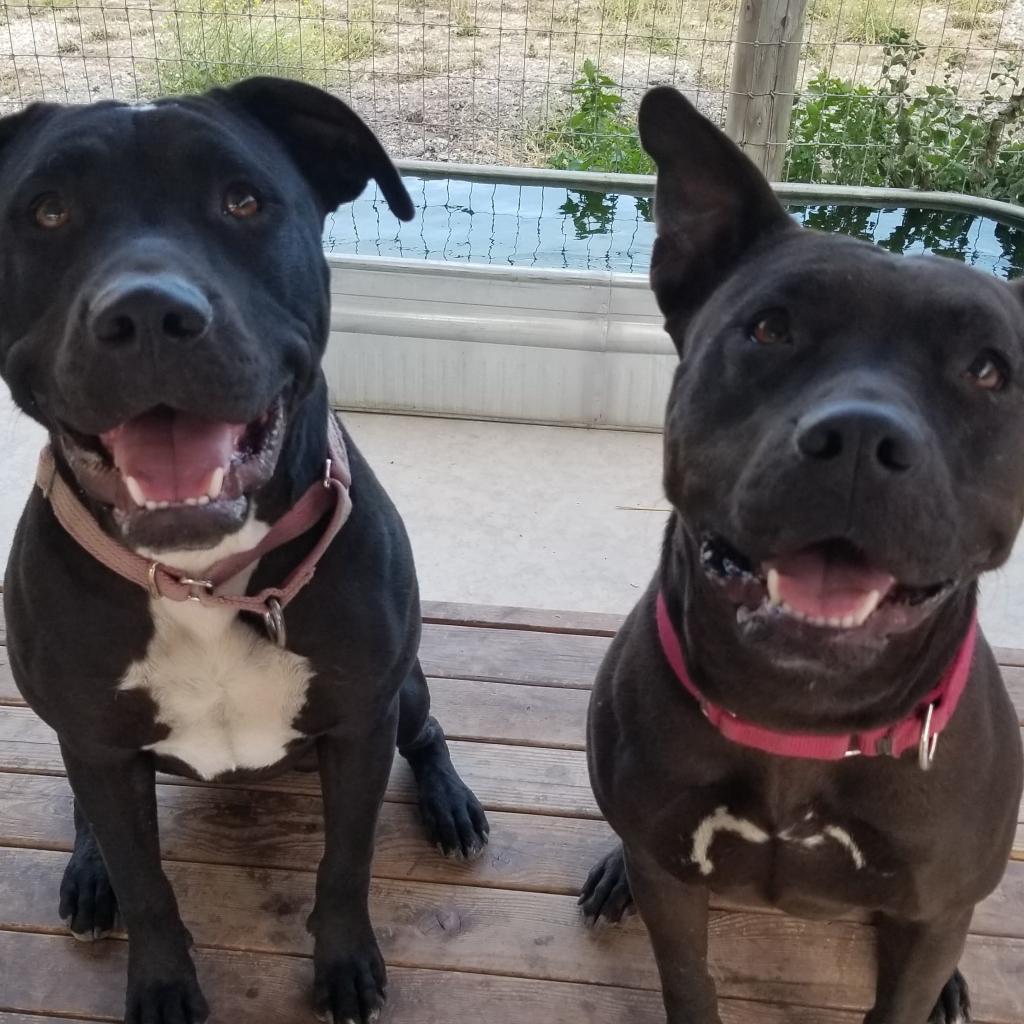 Enlarge Obie (Obsidian), a Adoptable mixed breed in Lompoc, CA image 3/3