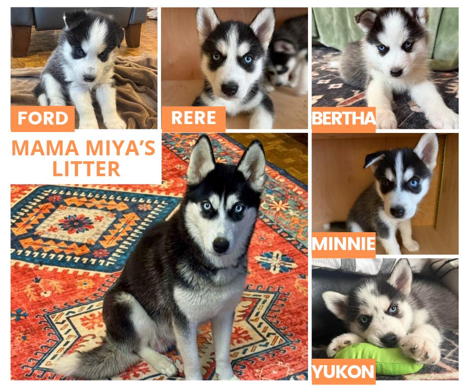 Mama Miya and her pups, ADOPTABLE, Puppy Female Husky.