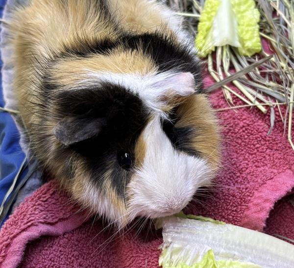 Evee, Adoptable, Young Female Guinea Pig.