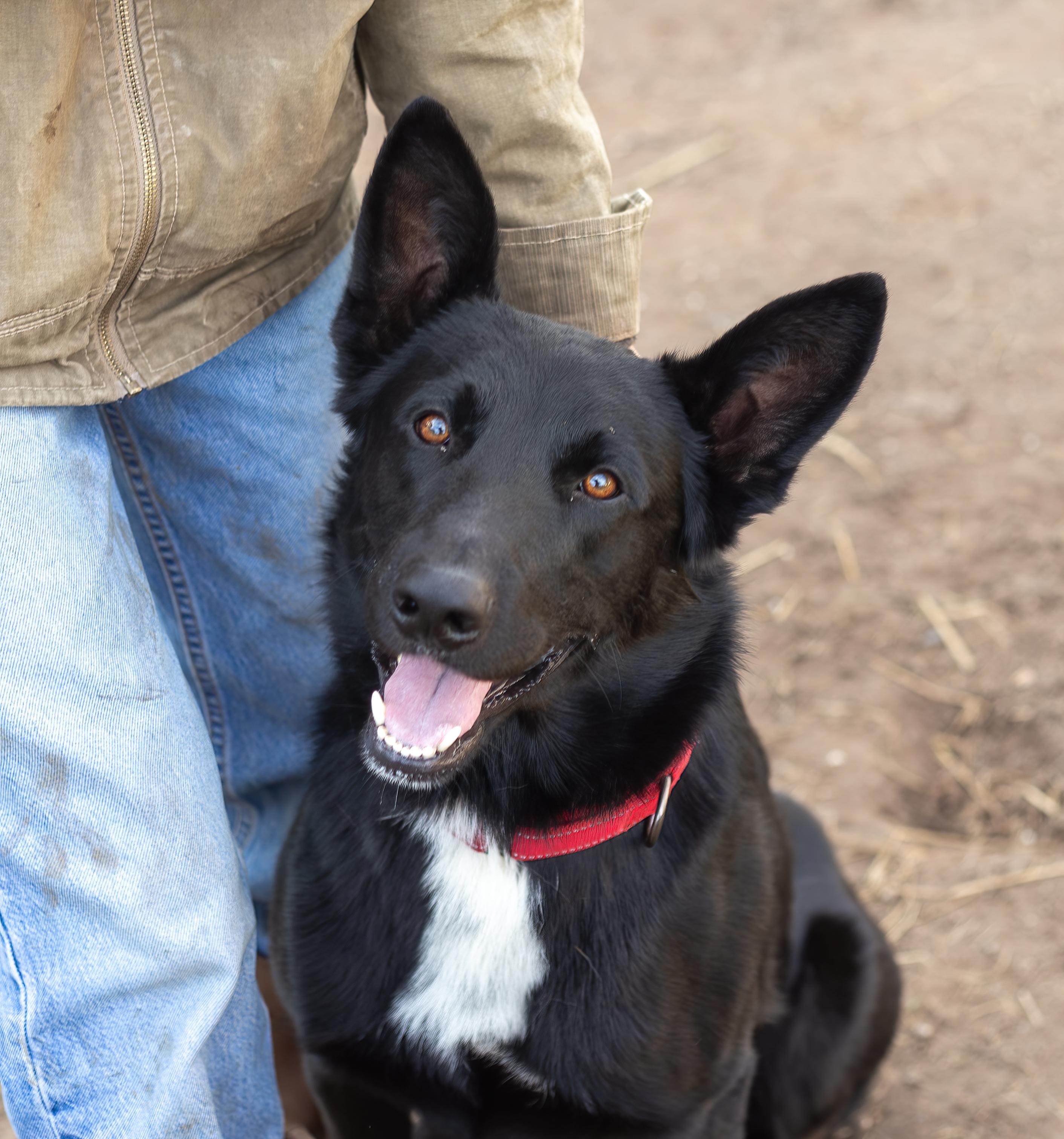 Cosmo, adopted, Young Male German Shepherd Dog.