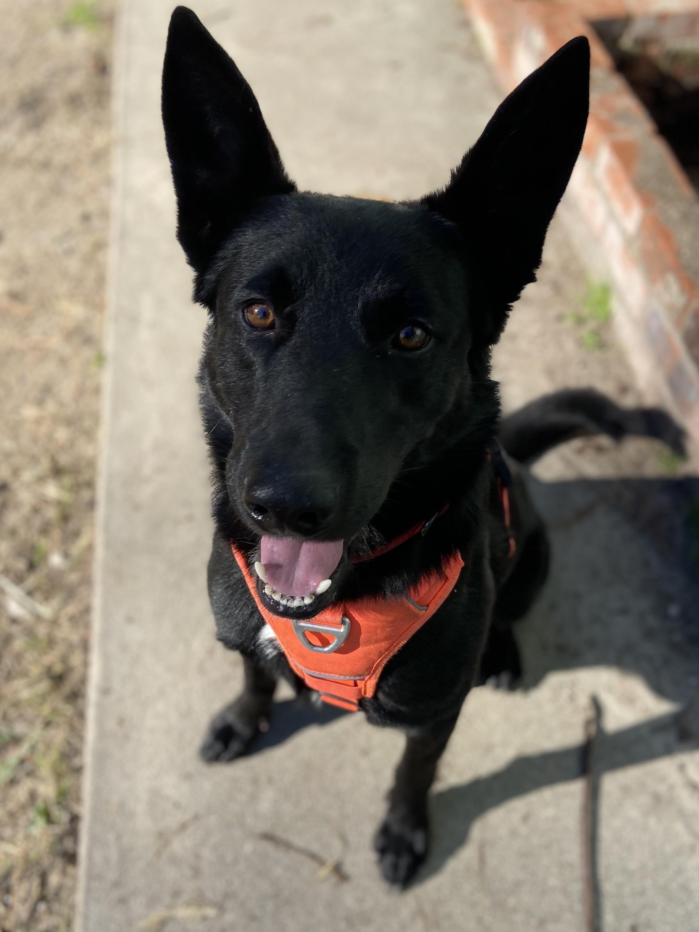 Enlarge Cosmo, a ADOPTABLE mixed breed in Petaluma, CA image 1/6