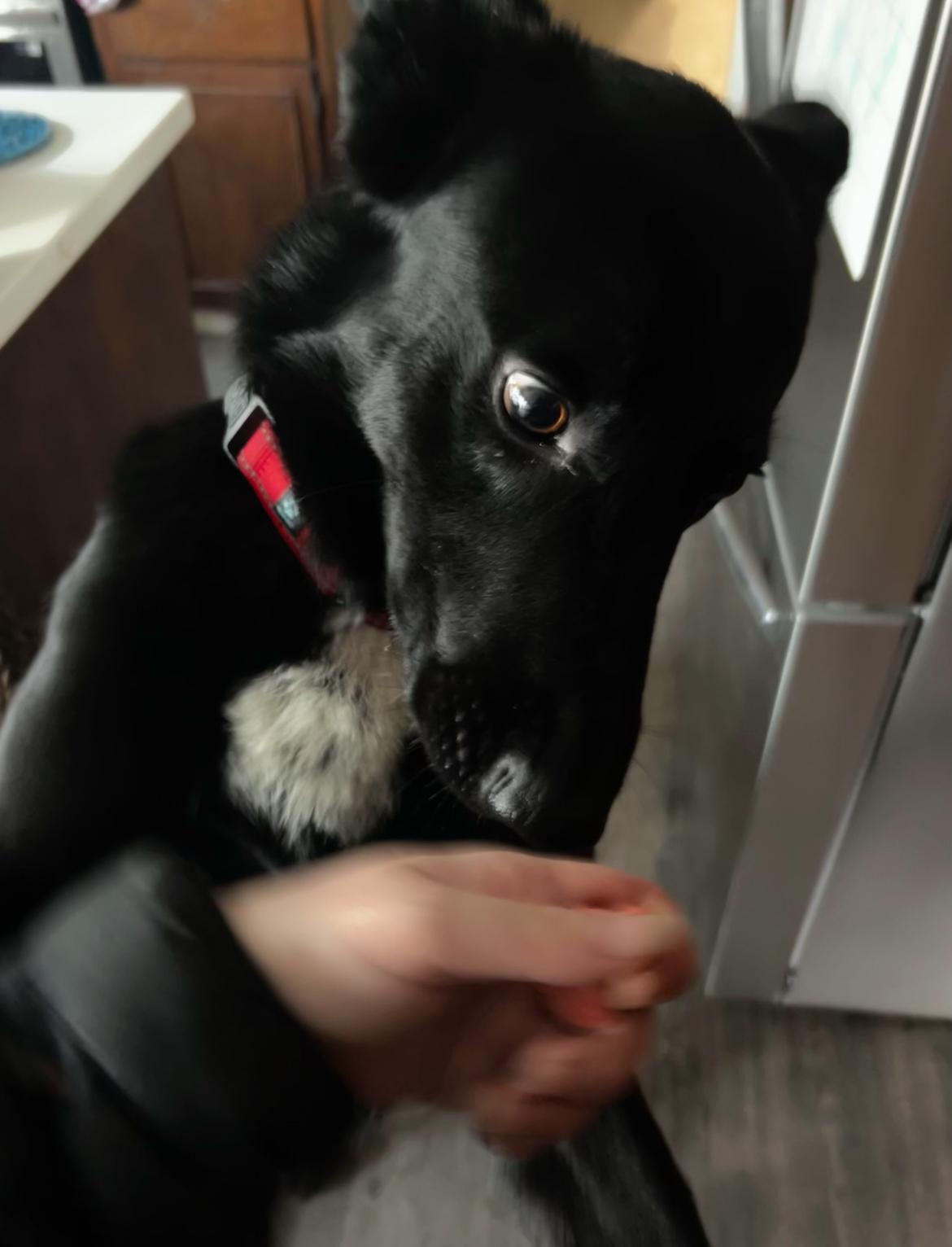 Enlarge Cosmo, a ADOPTABLE mixed breed in Petaluma, CA image 2/6