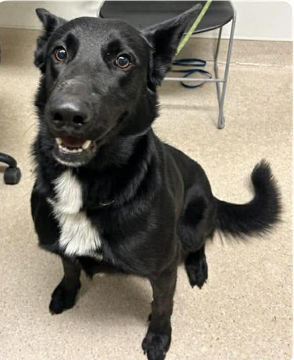 Enlarge Cosmo, a ADOPTABLE mixed breed in Petaluma, CA image 5/6