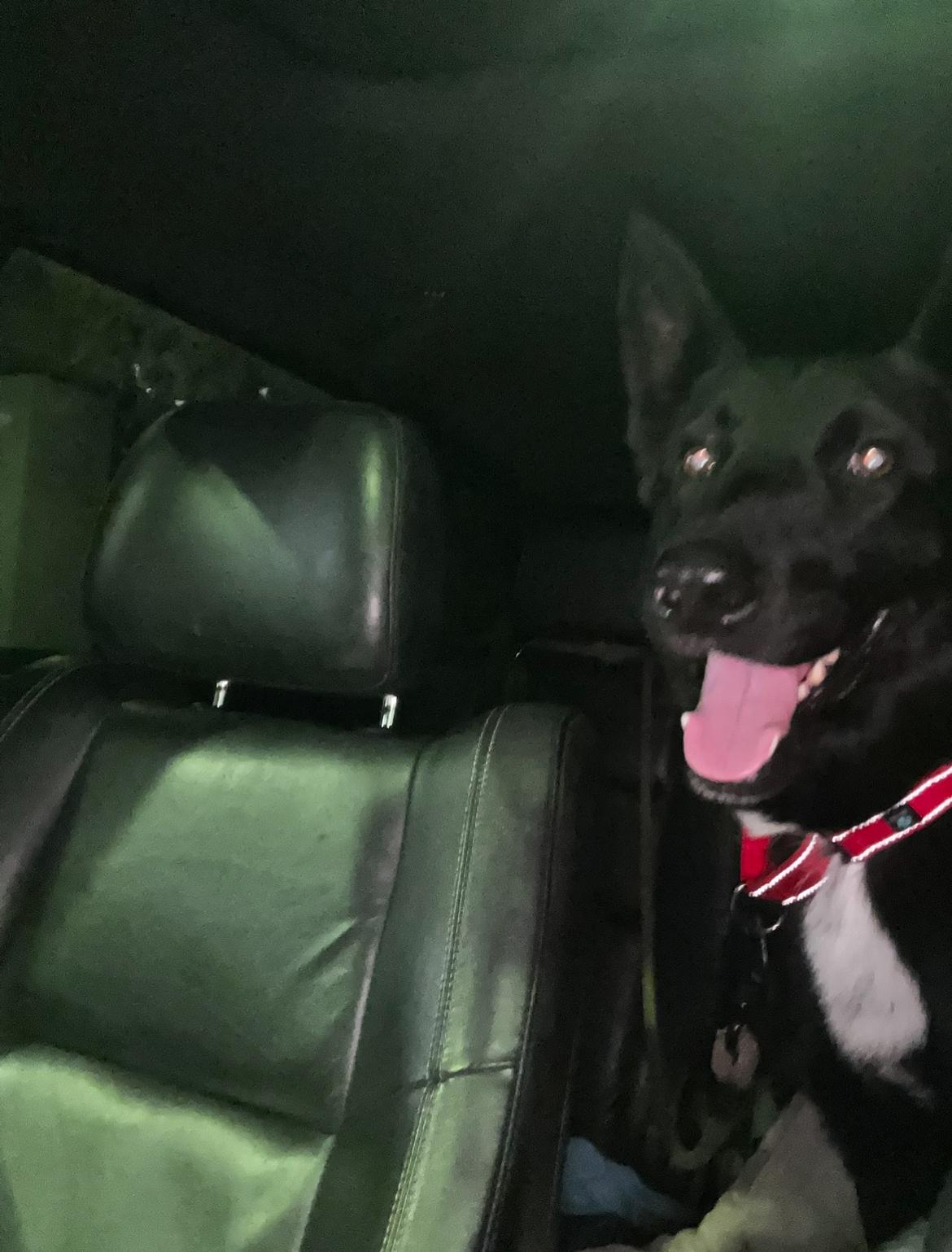 Enlarge Cosmo, a ADOPTABLE mixed breed in Petaluma, CA image 4/6