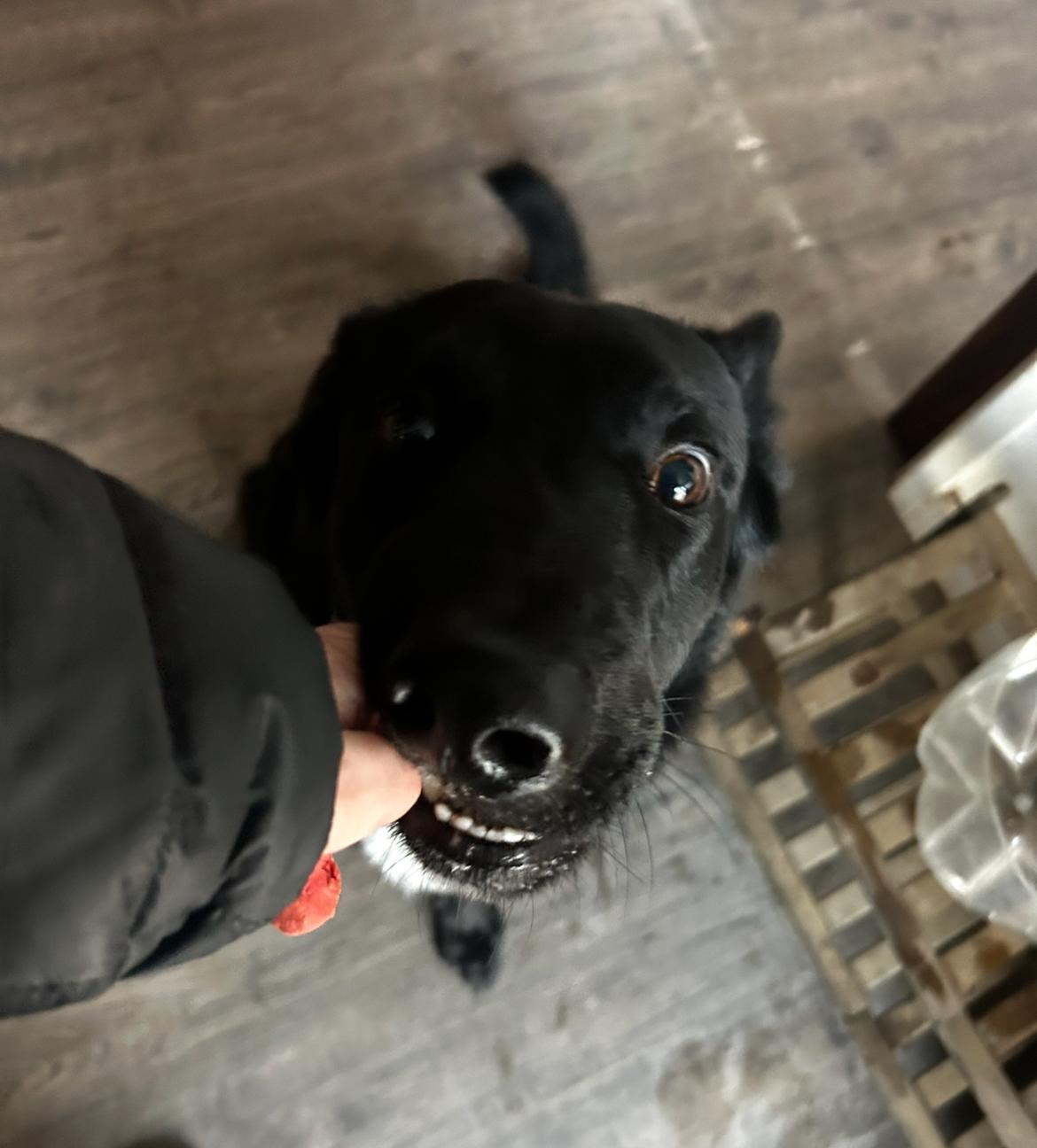 Enlarge Cosmo, a ADOPTABLE mixed breed in Petaluma, CA image 3/6