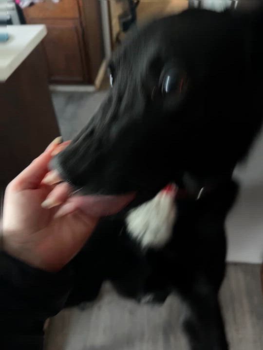 Enlarge Cosmo, a ADOPTABLE mixed breed in Petaluma, CA video 6/6