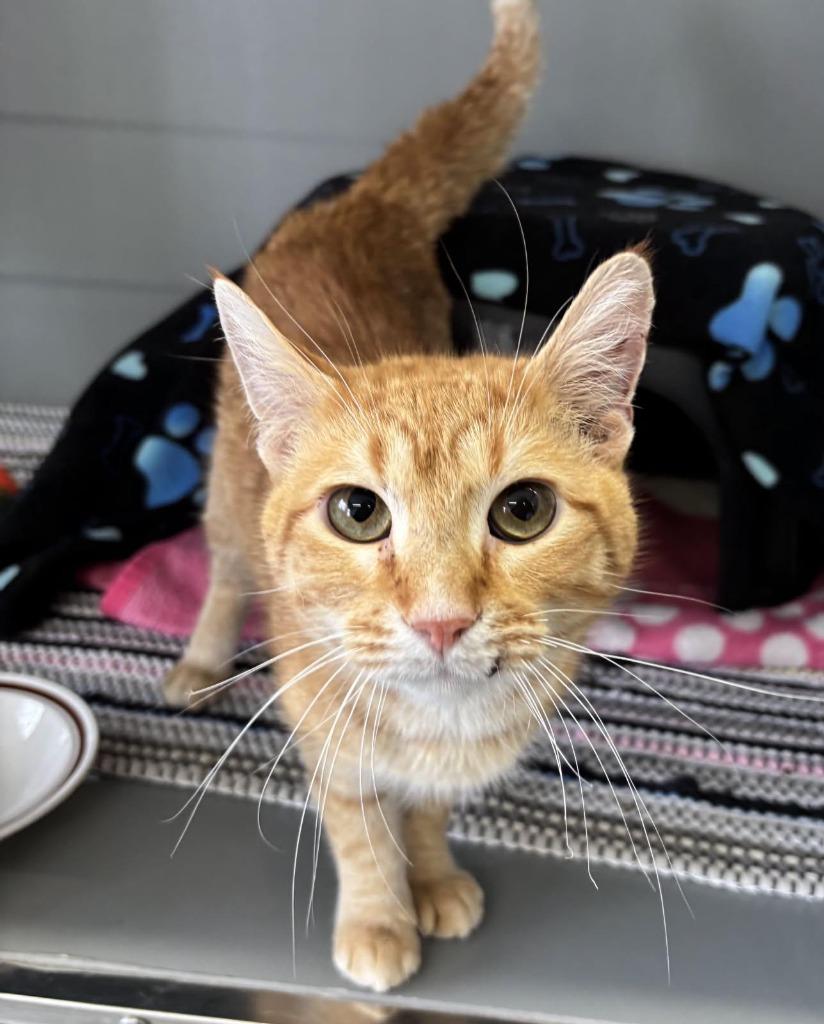 Enlarge Stetsin, a Adoptable mixed breed in Medford, WI image 1/1