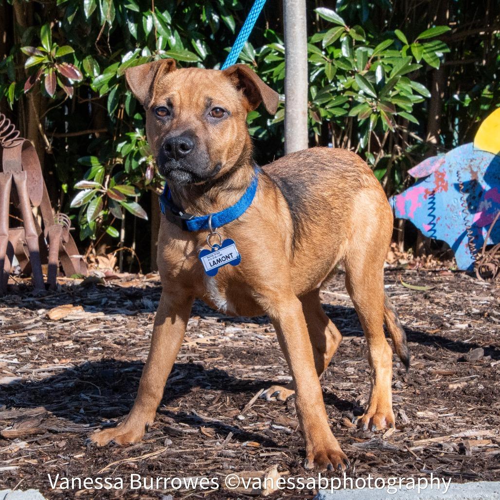 Enlarge Lamont, a Adoptable Shepherd in Wake Forest, NC image 1/6