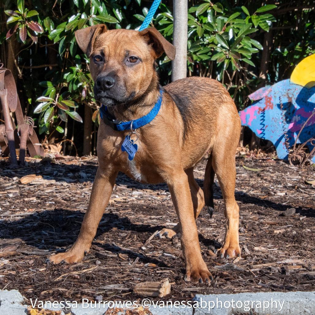 Enlarge Lamont, a Adoptable Shepherd in Wake Forest, NC image 2/6