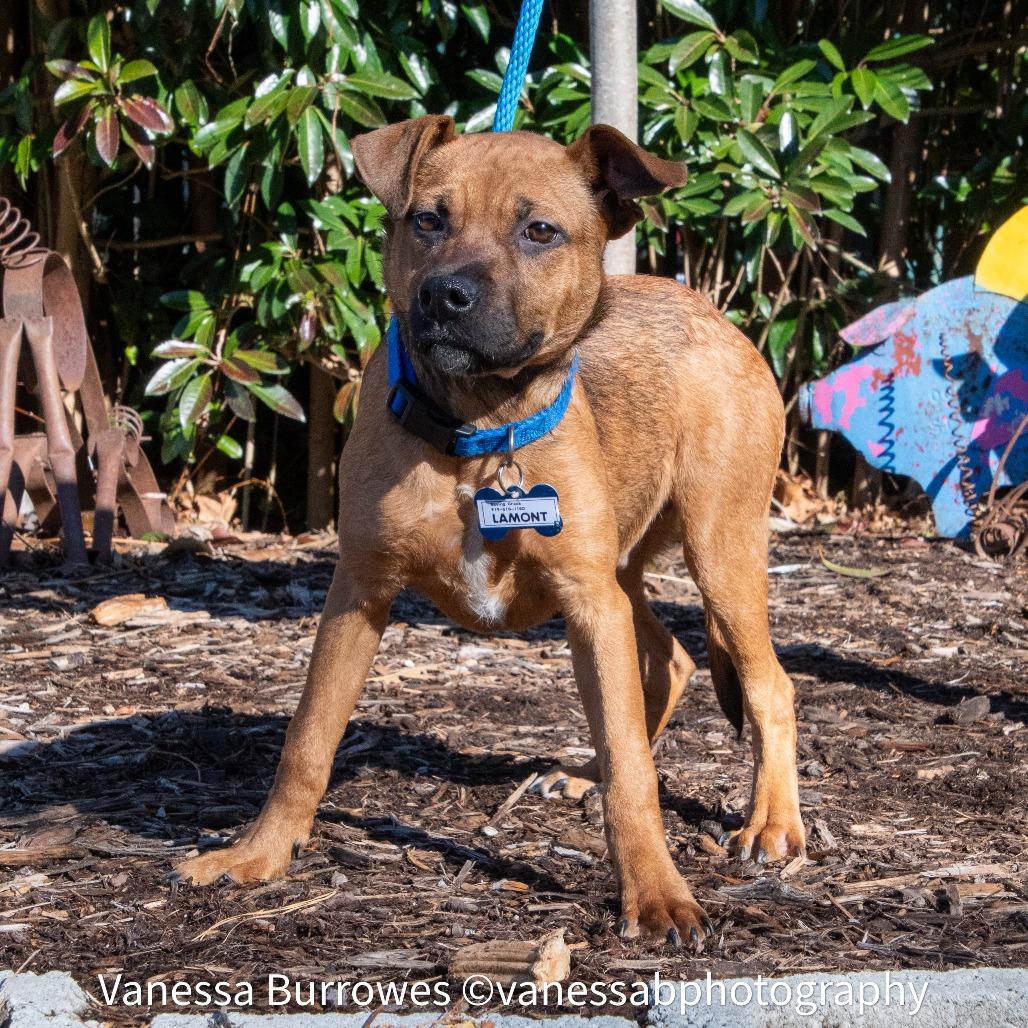 Enlarge Lamont, a Adoptable Shepherd in Wake Forest, NC image 3/6