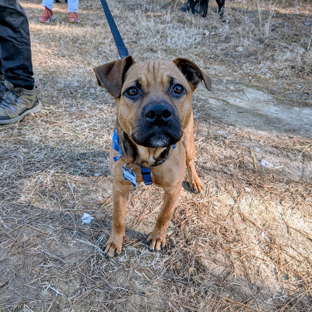 Enlarge Lamont, a Adoptable Shepherd in Wake Forest, NC image 4/6
