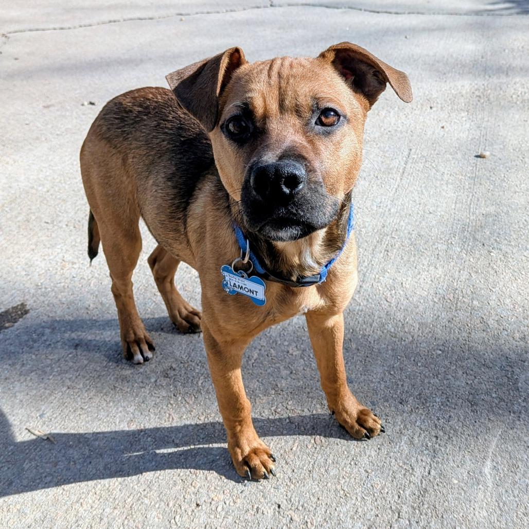 Enlarge Lamont, a Adoptable Shepherd in Wake Forest, NC image 5/6