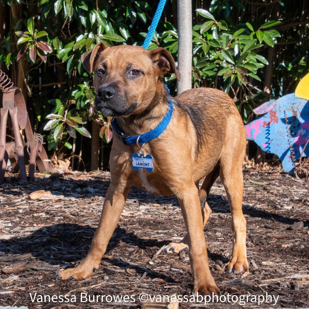 Enlarge Lamont, a Adoptable Shepherd in Wake Forest, NC image 6/6