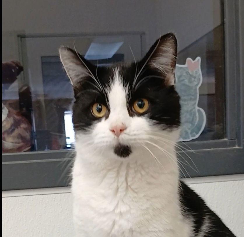 Enlarge Oreo Pie, a Adoptable Domestic Short Hair in Bay City, MI image 1/1