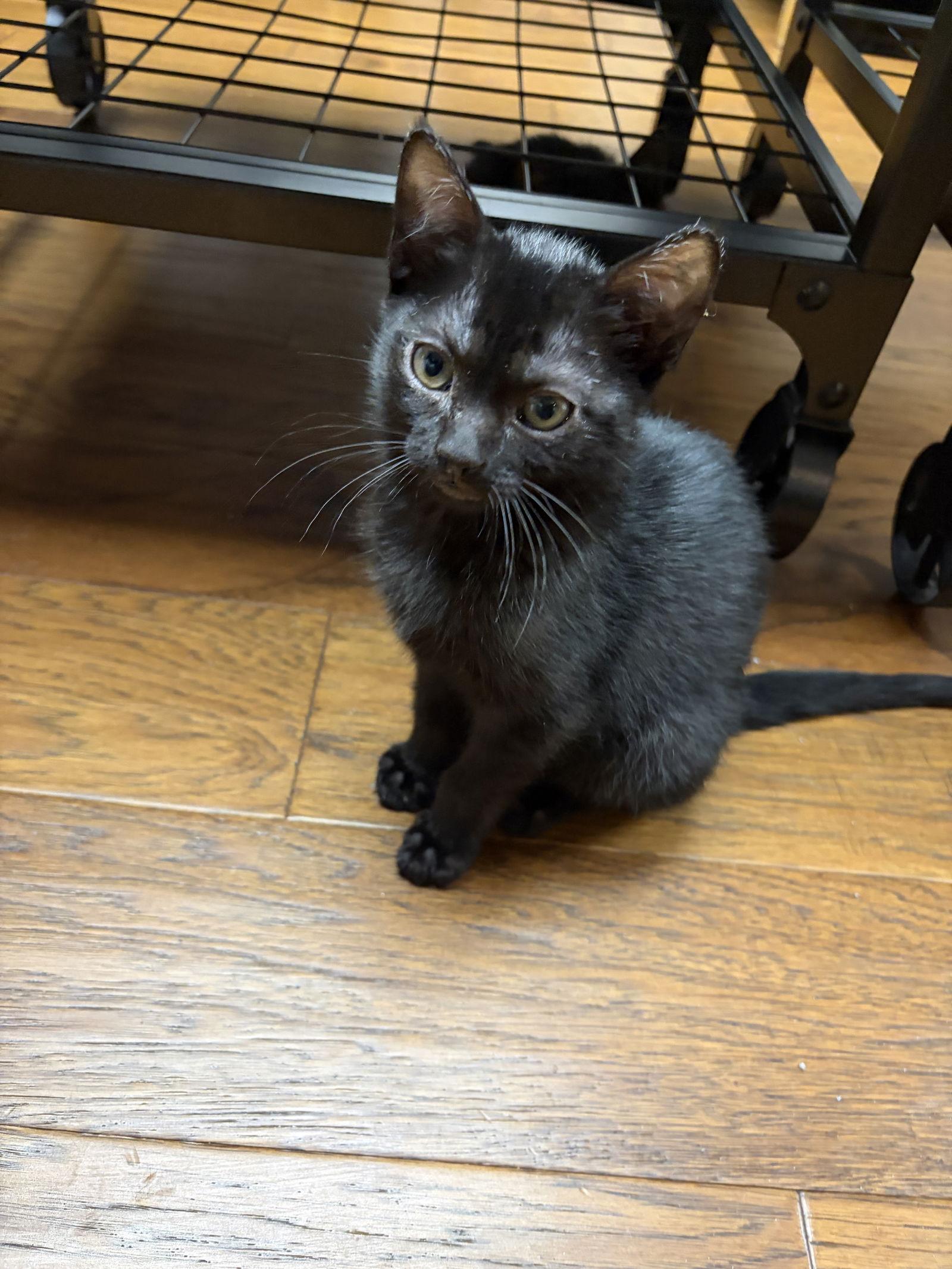 Cora KITTEN, Adopted, Kitten Female Domestic Short Hair.