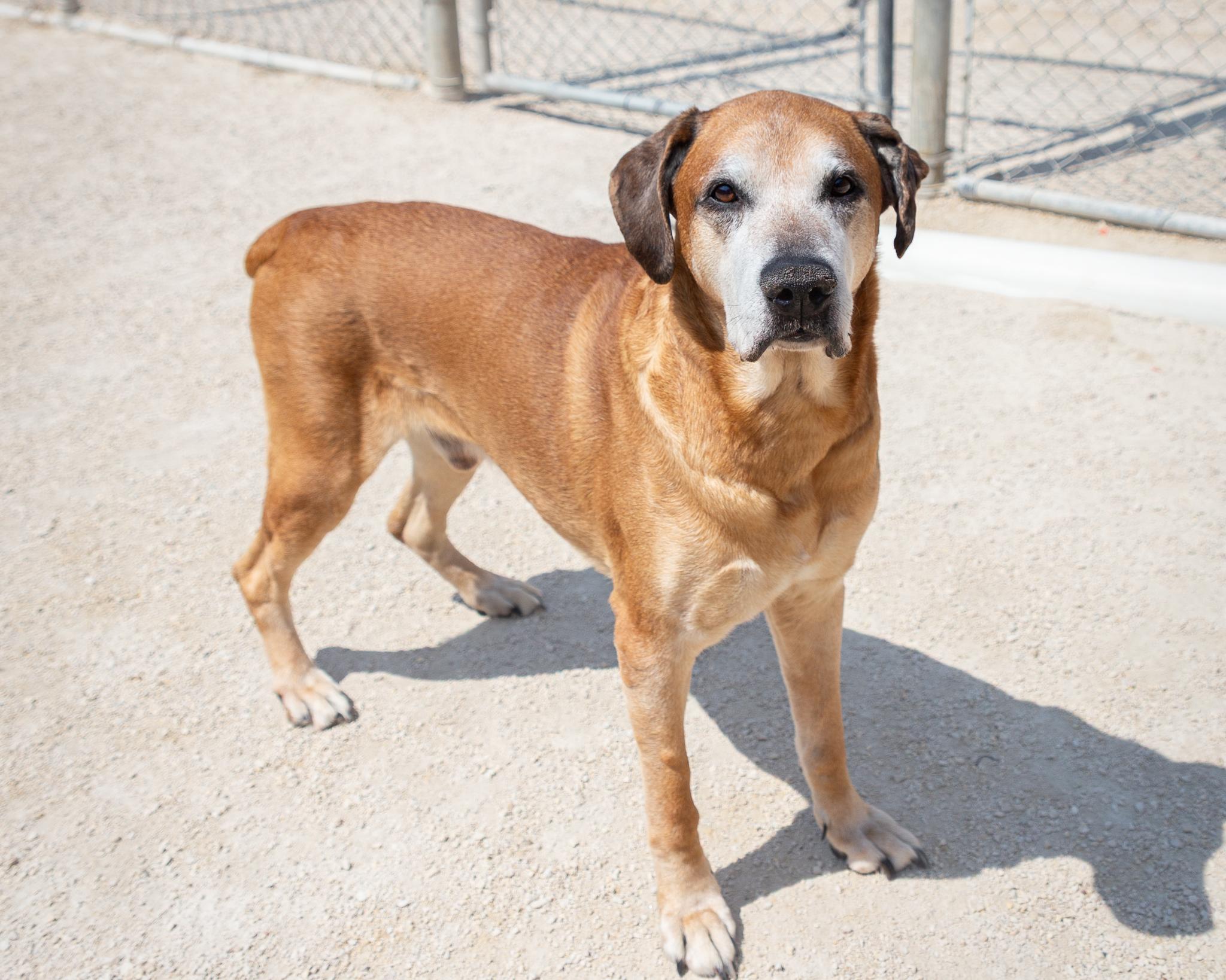 Yoda-IN FOSTER, an adoptable Cane Corso in Winnipeg, MB, R3E 3N8 | Photo Image 2