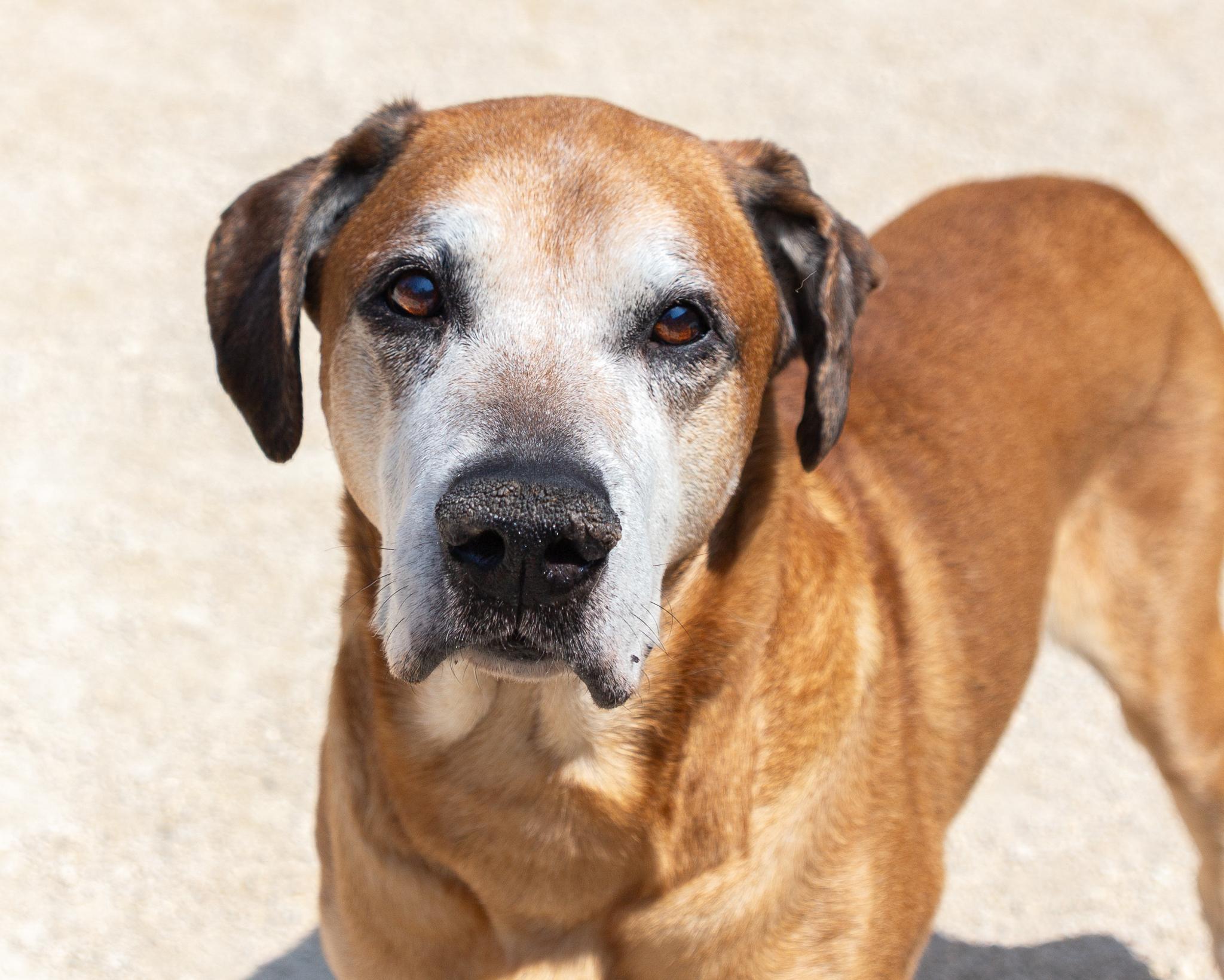Yoda-IN FOSTER, an adoptable Cane Corso in Winnipeg, MB, R3E 3N8 | Photo Image 1