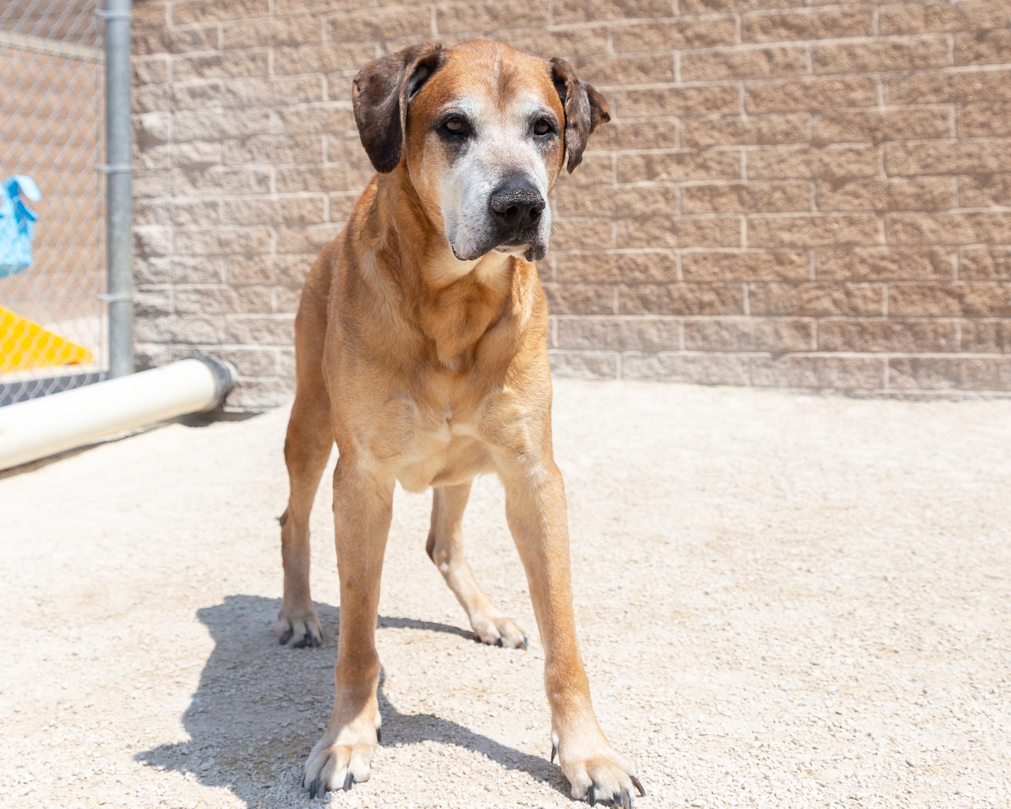 Yoda-IN FOSTER, an adoptable Cane Corso in Winnipeg, MB, R3E 3N8 | Photo Image 3