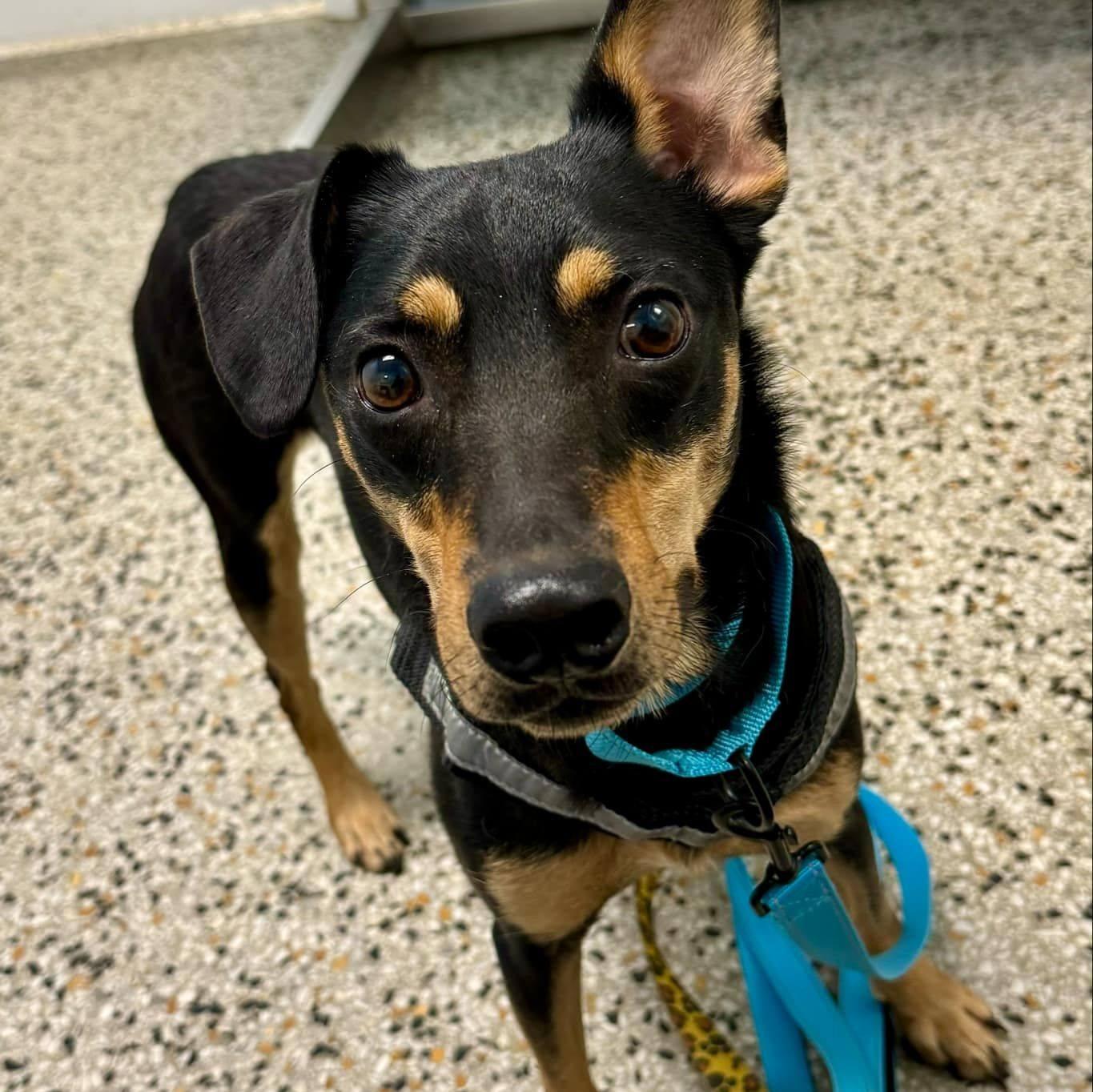 Griffin, a Adoptable mixed breed in Miami, FL image 2/3