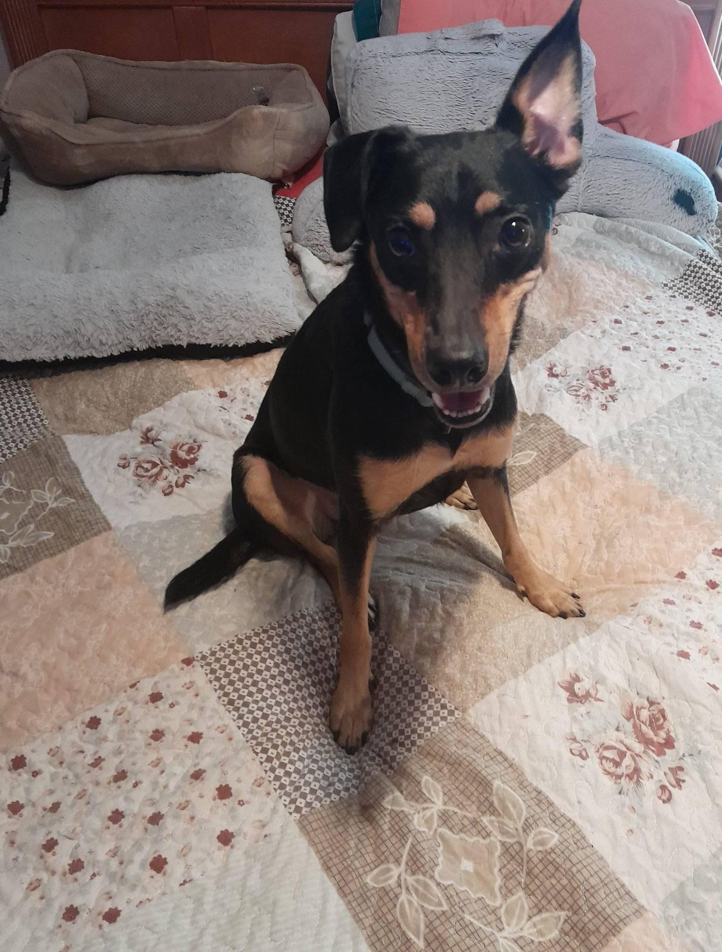 Griffin, a Adoptable mixed breed in Miami, FL image 1/3