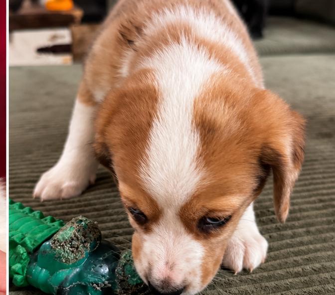 Enlarge Butter Bean, a Adoptable mixed breed in Livingston, TX image 3/6