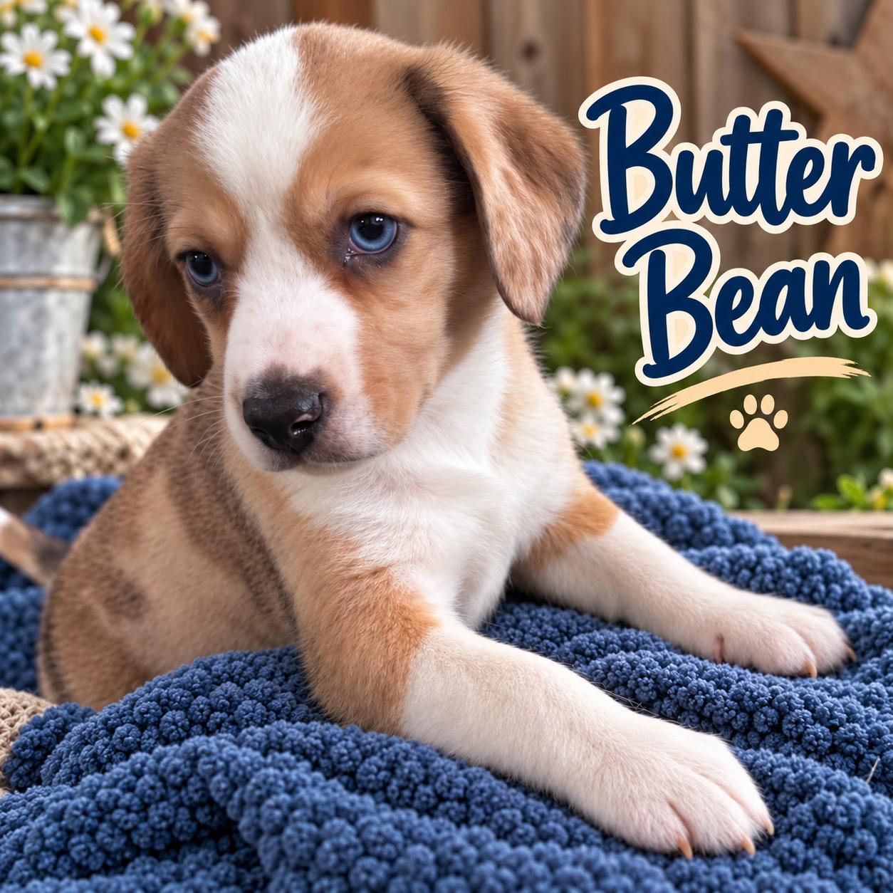 Butter Bean, Adoptable, Puppy Male Beagle & Australian Cattle Dog / Blue Heeler.