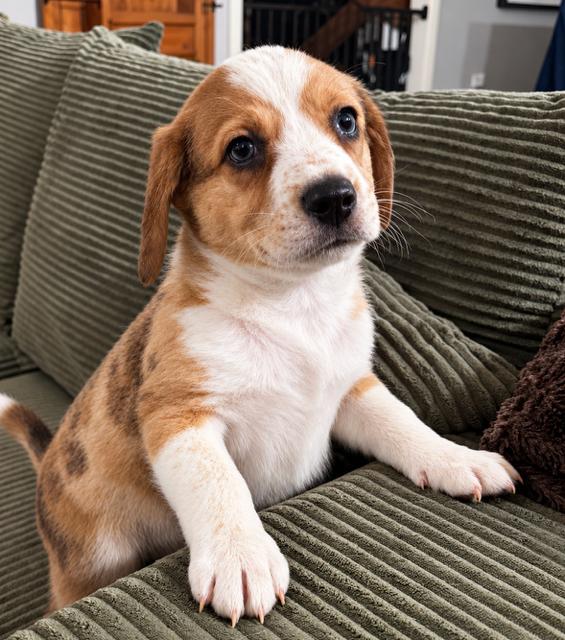 Enlarge Butter Bean, a Adoptable mixed breed in Livingston, TX image 2/6