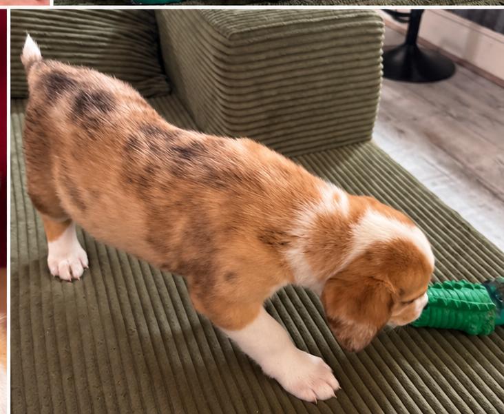 Enlarge Butter Bean, a Adoptable mixed breed in Livingston, TX image 5/6