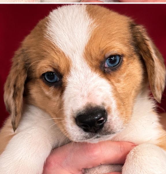 Enlarge Butter Bean, a Adoptable mixed breed in Livingston, TX image 4/6