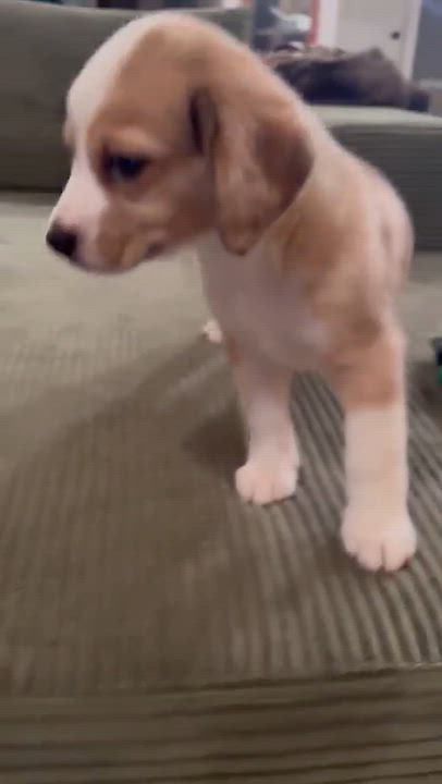 Enlarge Butter Bean, a Adoptable mixed breed in Livingston, TX video 6/6
