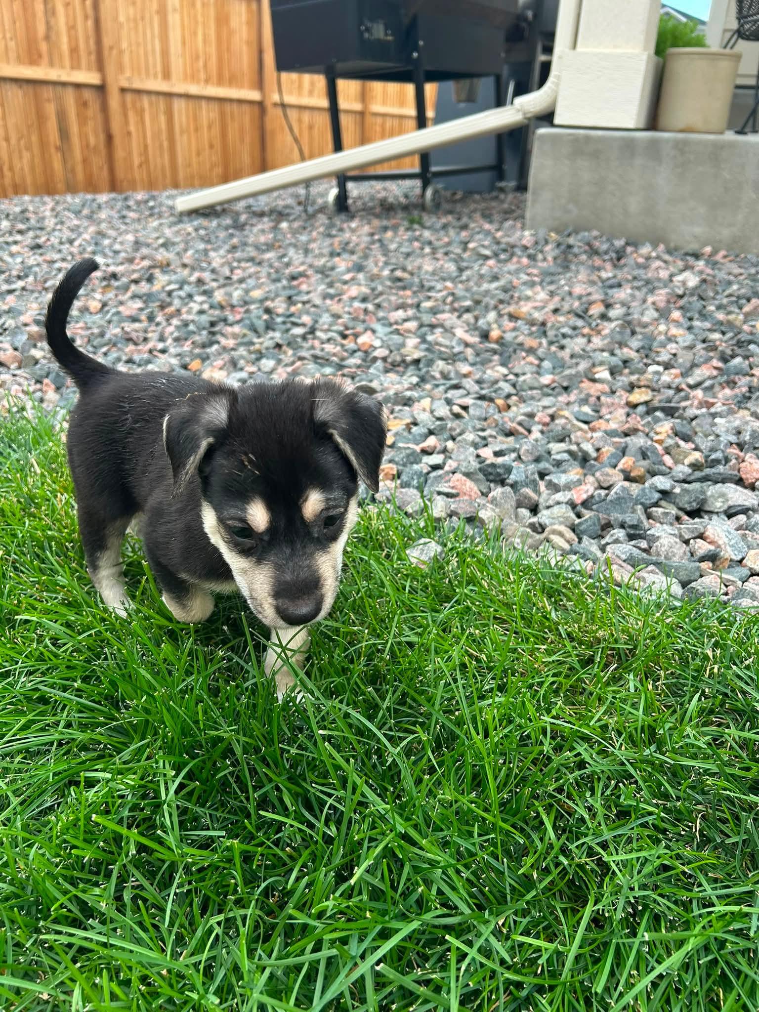 Norway, a ADOPTABLE mixed breed in Elizabeth, CO image 2/2
