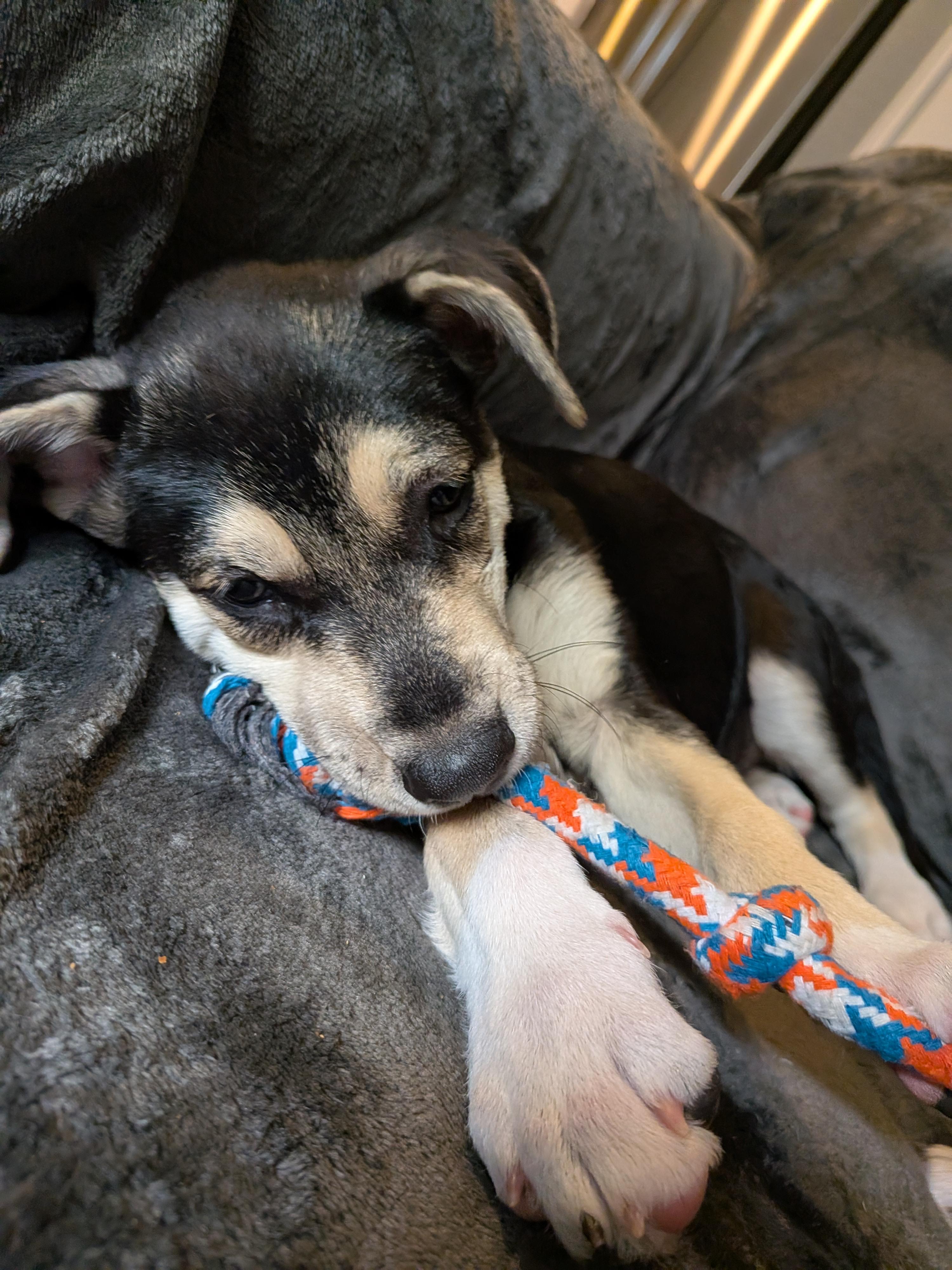 Enlarge Norway, a Adoptable mixed breed in Parker, CO image 2/4