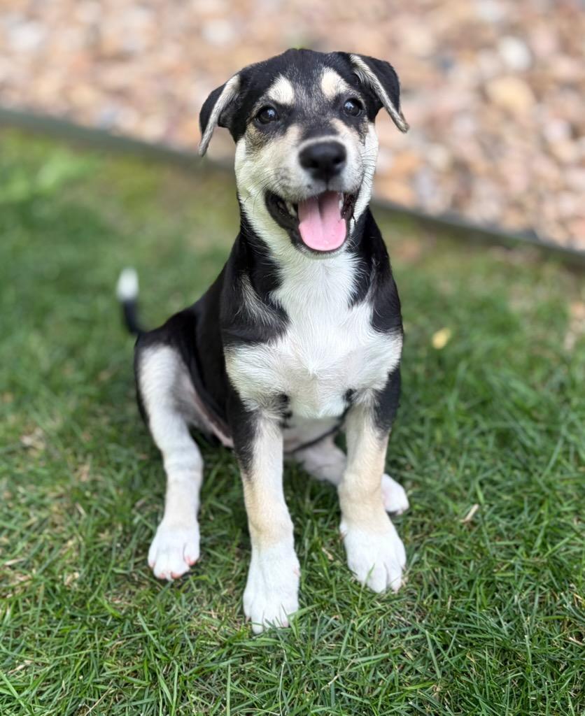 Norway, Adoptable, Puppy Female Mixed Breed & German Shepherd Dog.