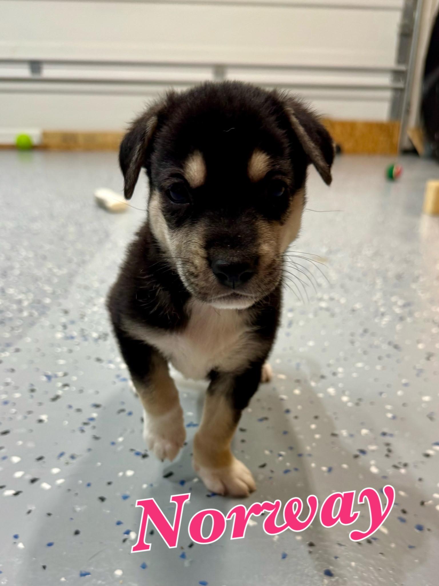 Norway, ADOPTABLE, Puppy Female Mixed Breed & German Shepherd Dog.