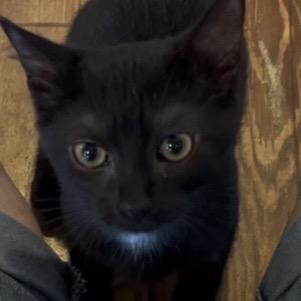Noodle, Adoptable, Kitten Female Domestic Short Hair.