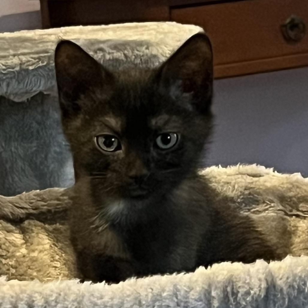 Noodle, a Adoptable Domestic Short Hair in Calverton, NY image 2/5