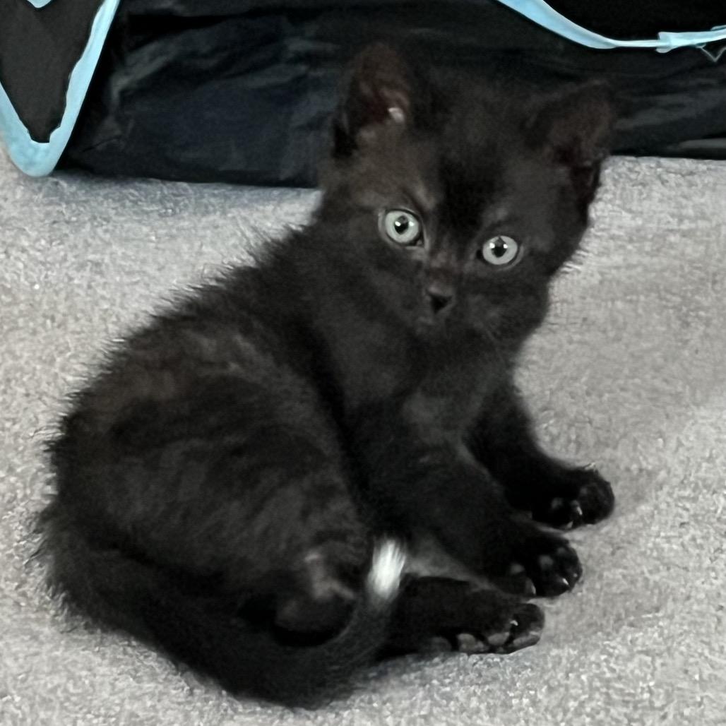 Noodle, a Adoptable Domestic Short Hair in Calverton, NY image 3/5