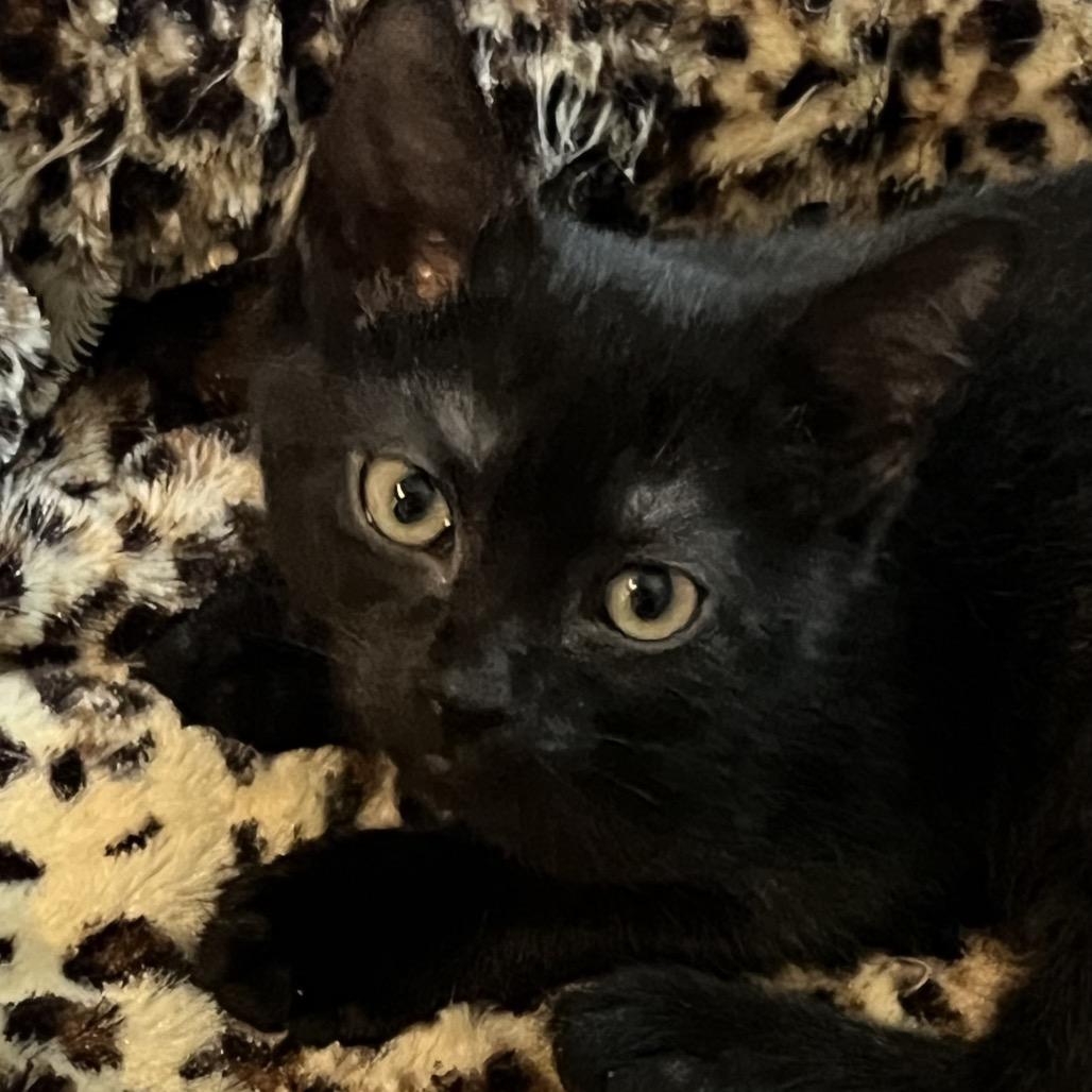 Noodle, a Adoptable Domestic Short Hair in Calverton, NY image 4/5
