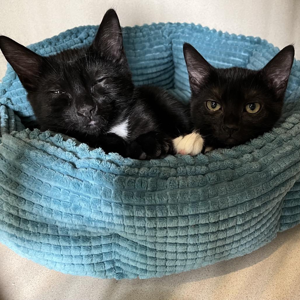 Noodle, a Adoptable Domestic Short Hair in Calverton, NY image 5/5