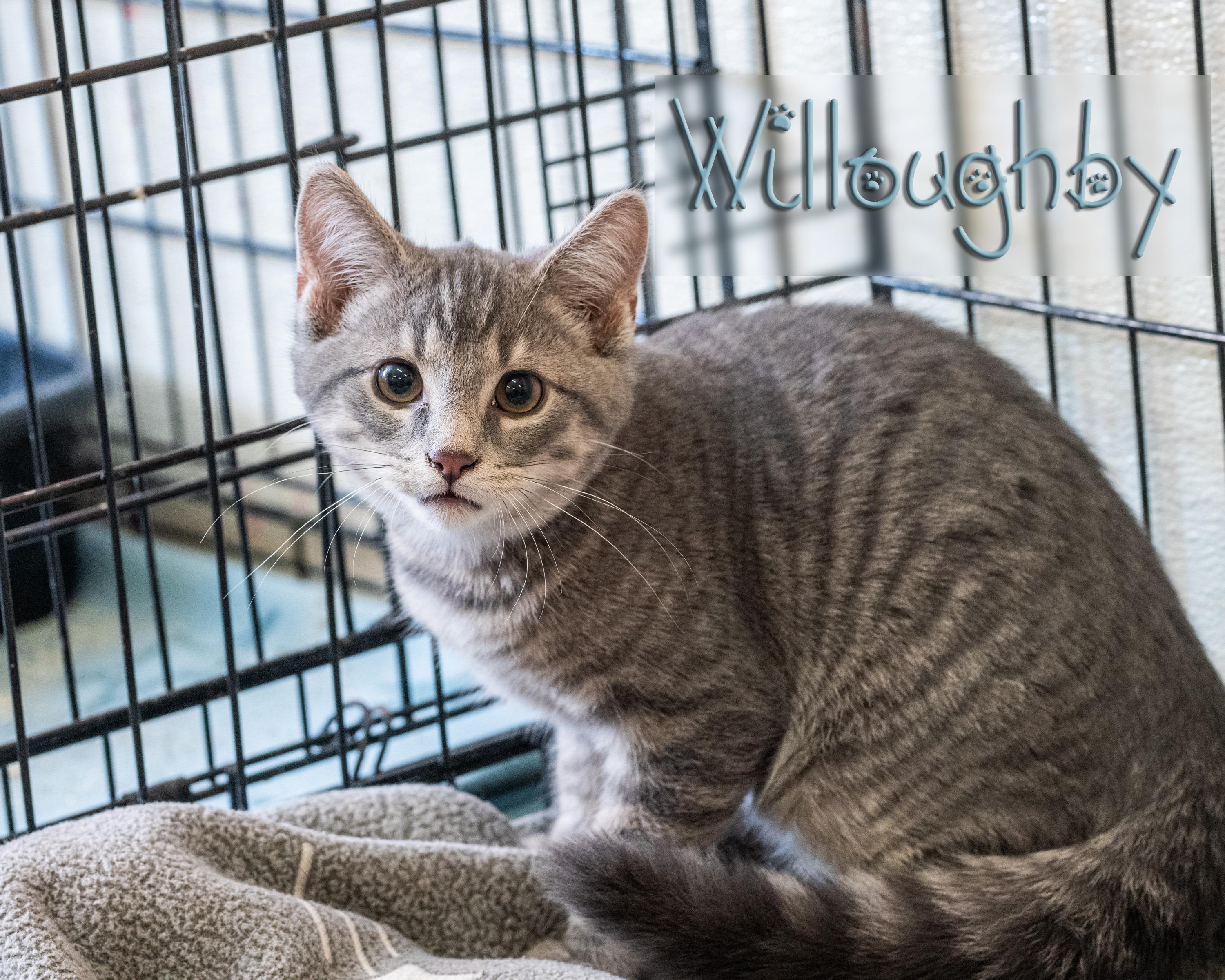 Willoughby , adoptable, Kitten Male Domestic Short Hair.
