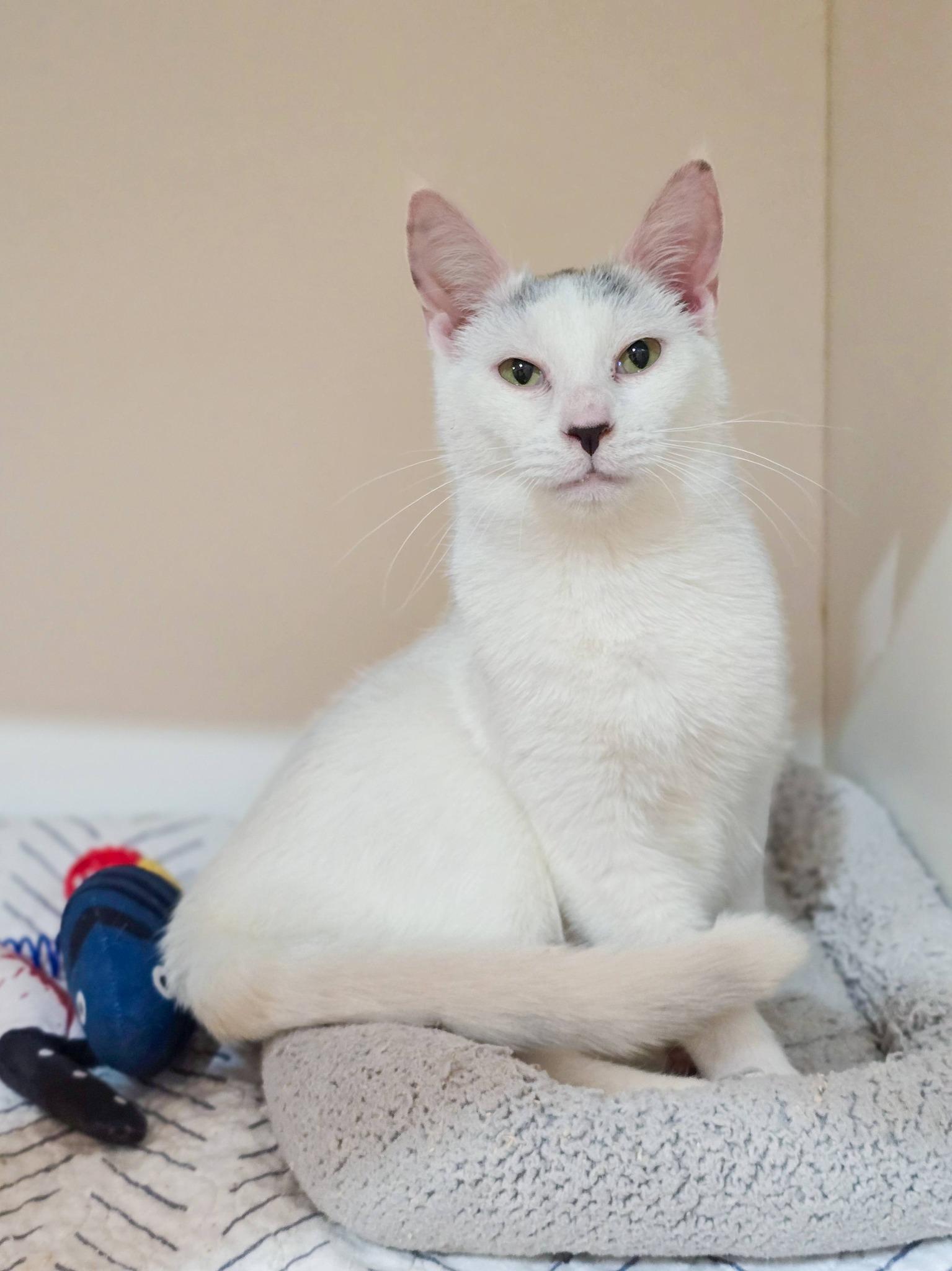 Enlarge Rome, an adopted Domestic Short Hair in Mullica Hill, NJ image 3/3