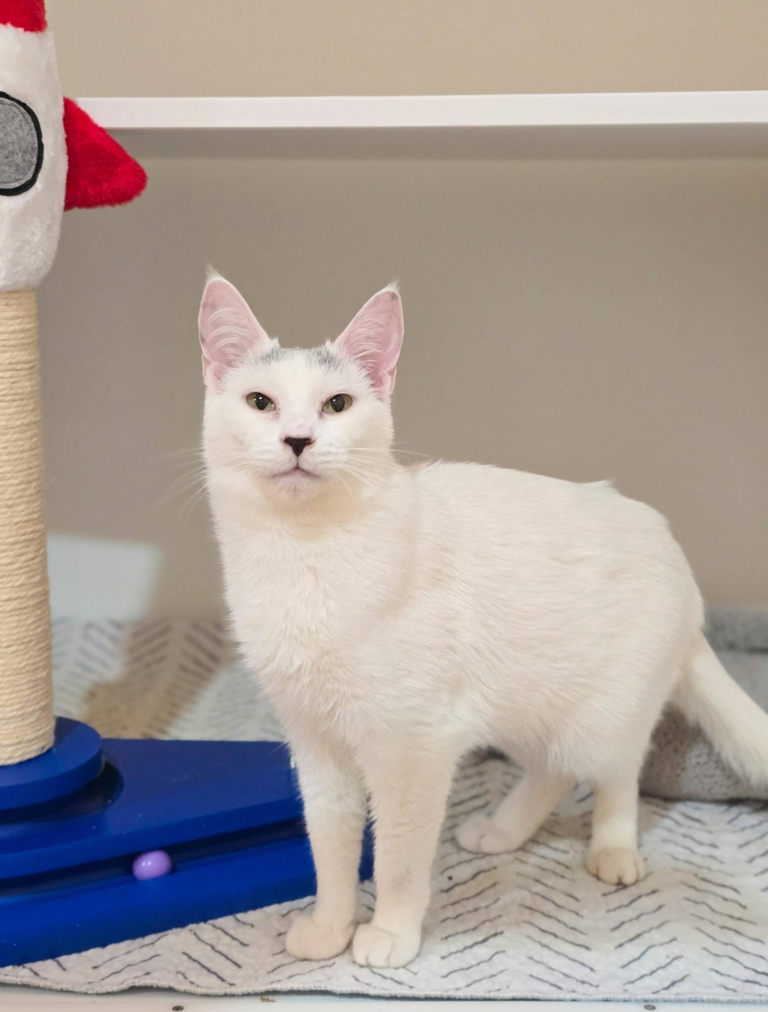 Enlarge Rome, an adopted Domestic Short Hair in Mullica Hill, NJ image 2/3