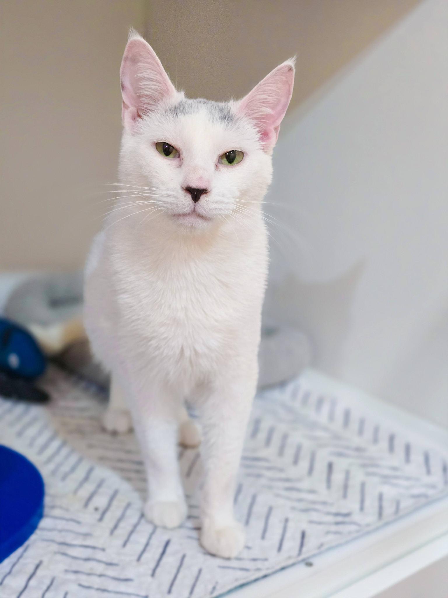 Enlarge Rome, an adopted Domestic Short Hair in Mullica Hill, NJ image 1/3