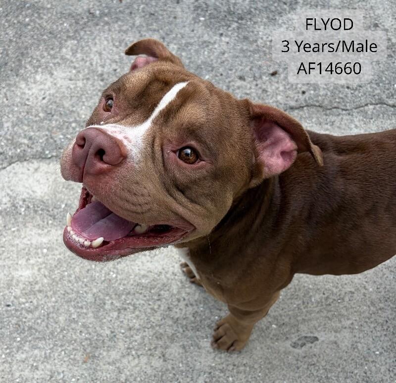 Floyd, Adoptable, Adult Male Pit Bull Terrier.