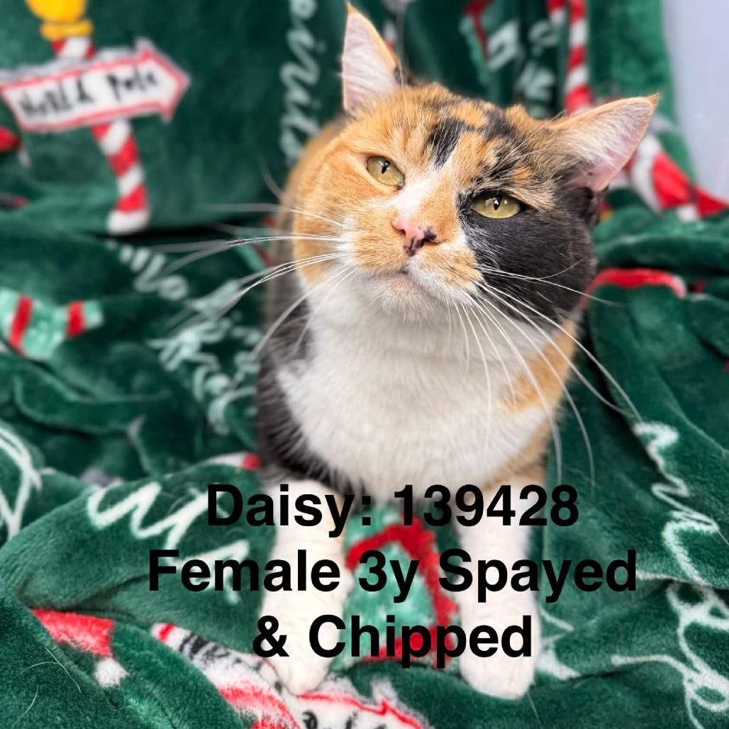 Daisy, Adoptable, Adult Female Domestic Short Hair.