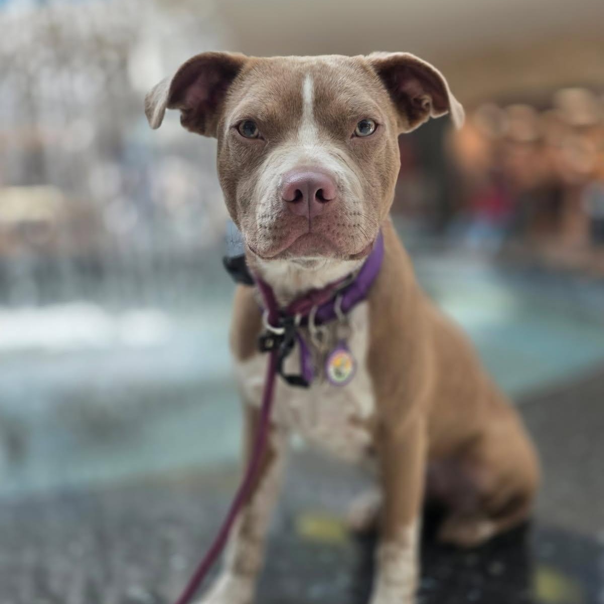 Enlarge Elle, a Adoptable American Staffordshire Terrier in Sun Valley, CA image 1/6